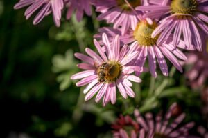 Schwebfliege (Drohnenfliege) auf Aster